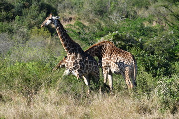 Naklejka na ściany i meble south african giraffes in a national park