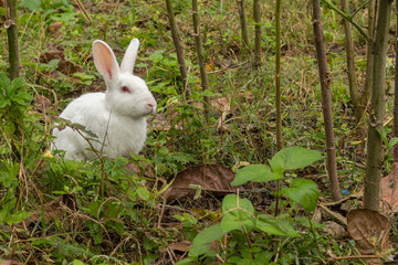 White bunny or rabbit sitting between plants in garden.