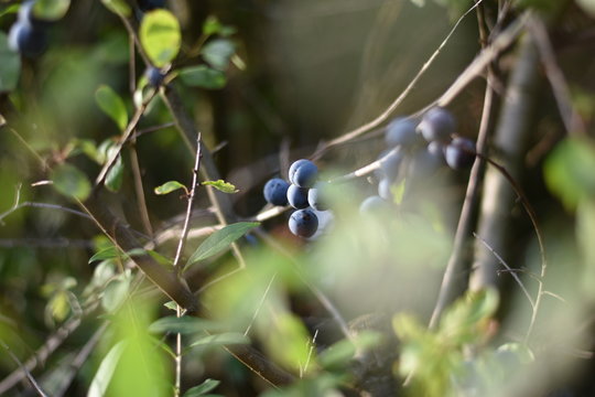 Schlehen, Schlehdorn (Prunus spinosa)