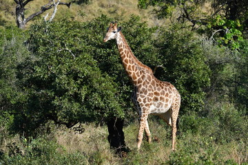 south african giraffes in a national park