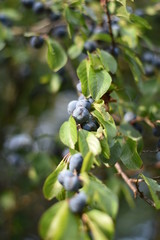 Schlehen, Schlehdorn (Prunus spinosa)