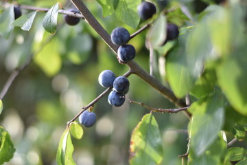 Schlehen, Schlehdorn (Prunus spinosa)