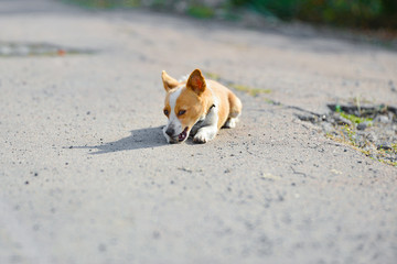 A small yellow-white dog sits on an asphalt road.