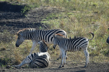 South African zebras in a national park