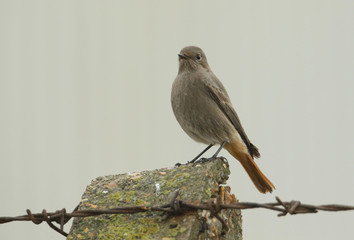 A beautiful Black Redstart, Phoenicurus ochruros, perching on a concrete post on a dark rainy day. It is hunting for insects to eat.