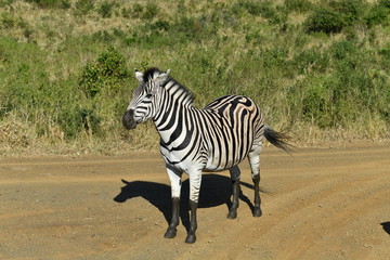 South African zebras in a national park