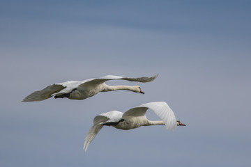 Schwan