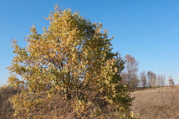 Fototapeta premium tree in autumn