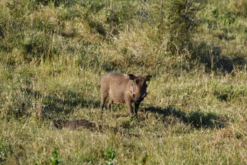 south african rhinoceros in national park