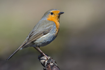 Adult European robin stands on top of small stick of wood in sunny day