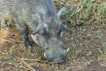 south african rhinoceros in national park