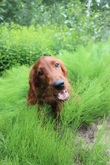 dog on grass