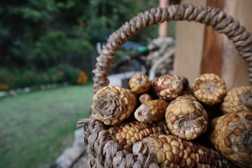 Dry corns in basket, Autumn harvest.