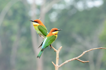 Green, Orange Bird, Chestnut headed Bee-eater on a branch in nature