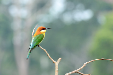 Green, Orange Bird, Chestnut headed Bee-eater on a branch in nature