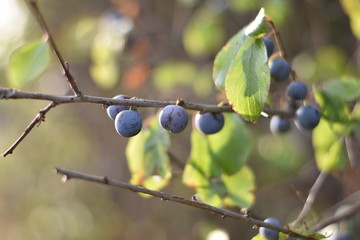 Schlehen, Schlehdorn (Prunus spinosa)