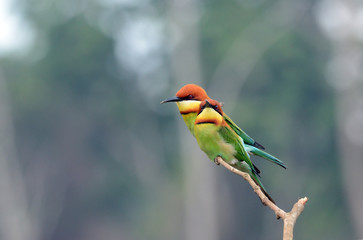 Green, Orange Bird, Chestnut headed Bee-eater on a branch in nature