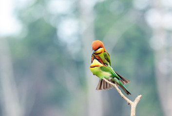 Green, Orange Bird, Chestnut headed Bee-eater on a branch in nature