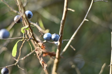 Schlehen, Schlehdorn (Prunus spinosa)