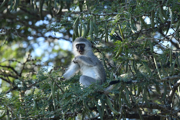 south african monkeys in national park