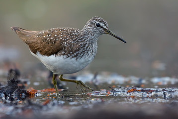 Marure Green Sandpiper wades in water near a lake shore in early spring
