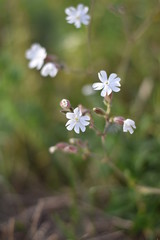 Blühende Weiße Lichtnelke (Silene latifolia)