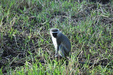 south african monkeys in national park