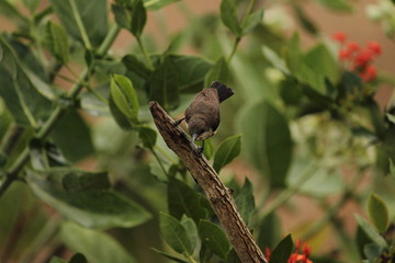 long beak myna or bird sitting on the tree branch on the outdoor or garden