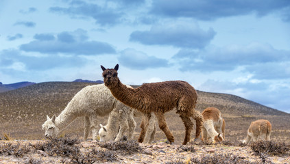 lamas in Andes,Mountains, Peru © Pakhnyushchyy