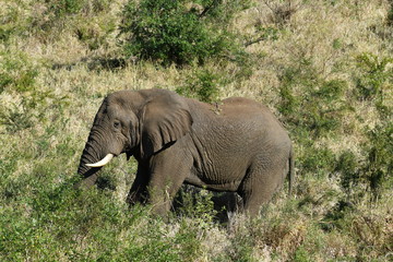 Obraz premium South African elephants in a national park