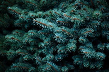 Blue fir tree close up.  Christmas background