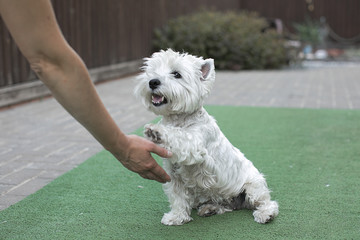 white cute little dog