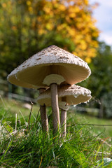 Gemeiner Riesenschirmling Parasol Macrolepiota procera Riesenschirmpilz Macrolepiota procera...