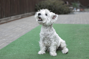 white cute little dog