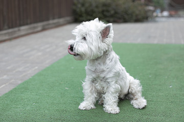 white cute little dog