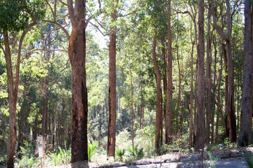 South Dandelup Dam, spillway and surrounding  bushland