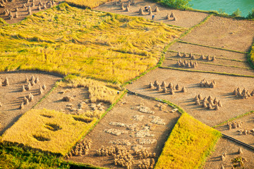 Golden harvest season in Ngoc Con, Cao Bang, Vietnam