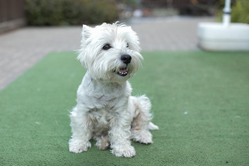 white cute little dog