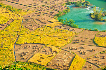 Naklejka premium Golden harvest season in Ngoc Con, Cao Bang, Vietnam