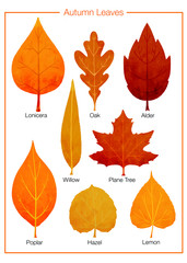 Set of autumn leaves of Lonicera, Alder, Oak, Willow, Plane Tree, Poplar, Hazel, Lemon Tree on a white background. Vector illustration.