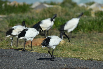 South African bird in natural conditions