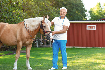 Senior veterinarian with palomino horse outdoors on sunny day