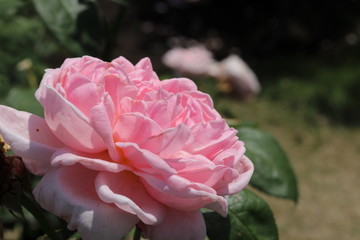 Obraz premium 薔薇 ばら マサコ