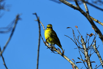 South African bird in natural conditions