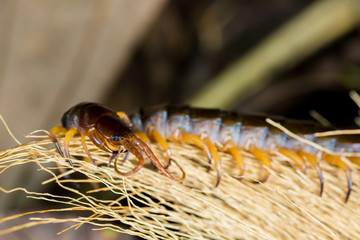 Centipedes climb to sleep on dry leaves.