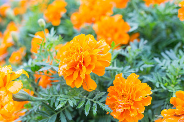 マリーゴールド