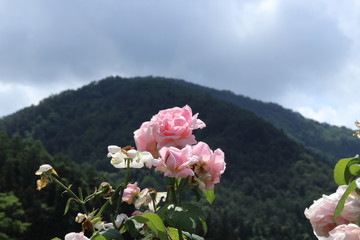 薔薇　ばら　マサコ