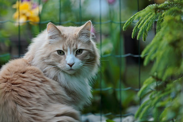 A norwegian forest cat male spending time in his green garden near the fence