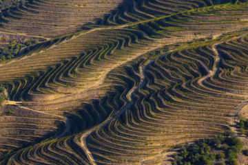 UNESCO World Heritage, the Douro Valley beautiful endless lines of Vineyards, in Sao Joao da Pesqueira, Viseu, Portugal. - obrazy, fototapety, plakaty
