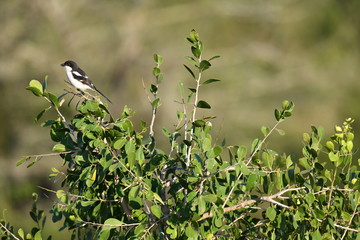 South African bird in natural conditions